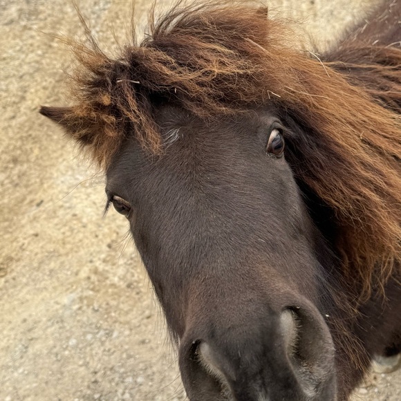 Meet your Posher, Charlie - Picture 1 of 1